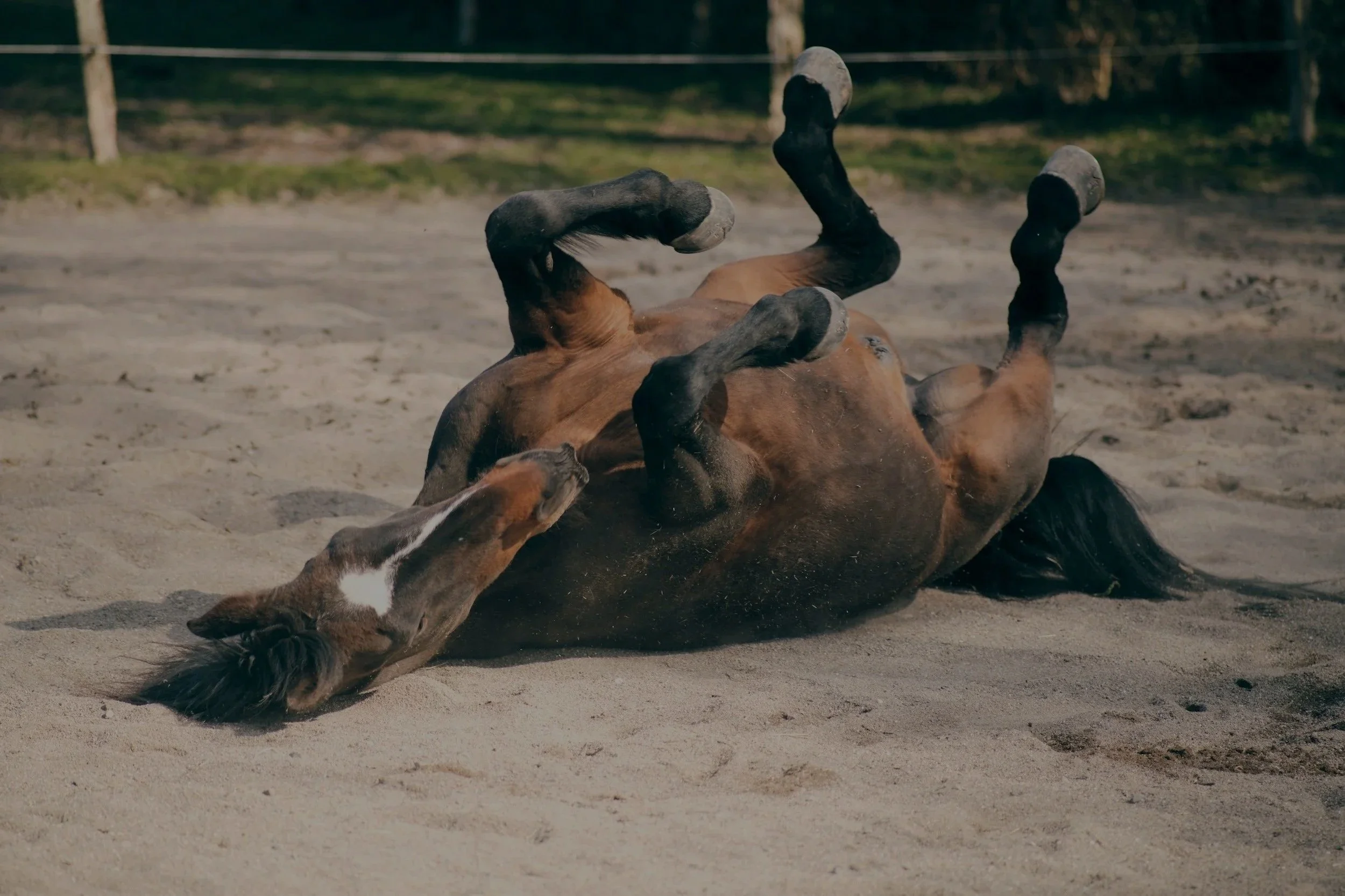 A brown horse lying on its back with legs in the air, on a sandy surface outdoors.
