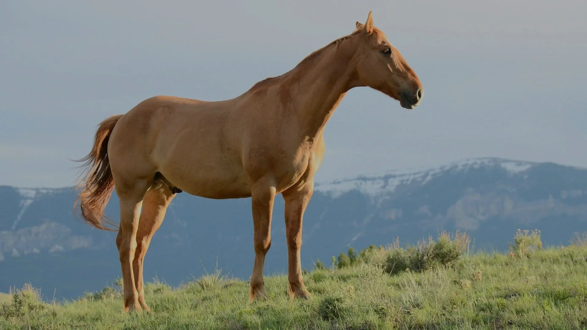 A horse standing on a grassy hill with mountains and a cloudy sky in the background.