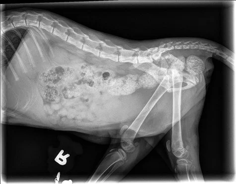 X-ray image of a small dog showing the skeletal structure and internal organs.