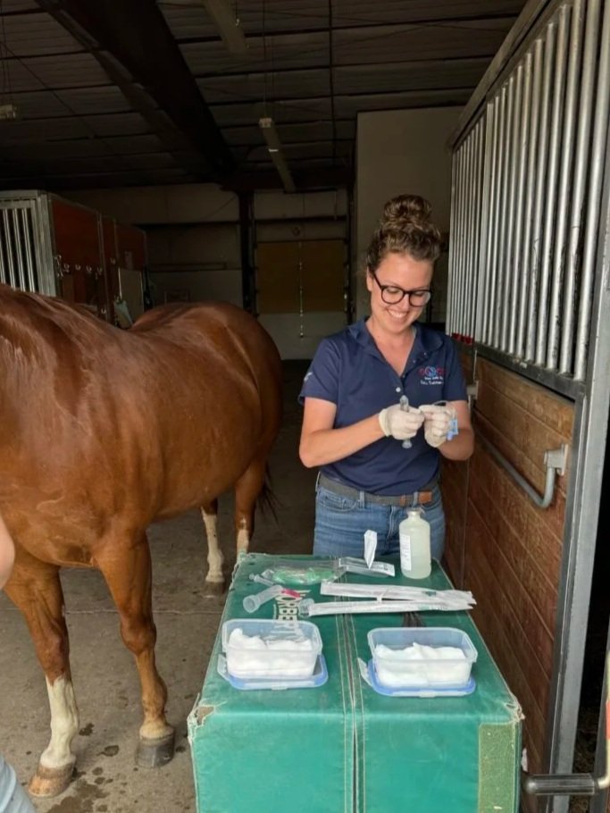 A woman in a navy polo shirt and glasses standing at a table inside a barn, preparing medical supplies for a horse. There is a brown horse nearby and various medical instruments and bottles on the table.