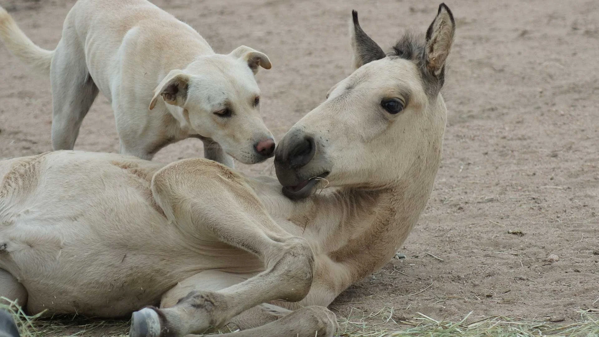 A dog and a donkey nuzzle each other, with a dog resting on a sandy ground and a donkey lying beside it.