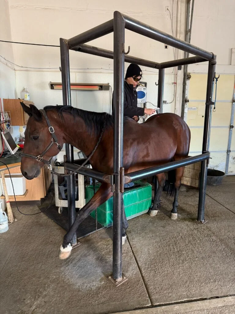 A person sitting on a horse inside a testing or treatment harness in a garage or workshop setting.