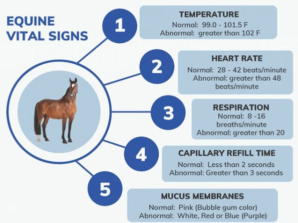 Diagram of five vital signs for horses: 1. Temperature, normal 99-101.5°F, abnormal over 102°F. 2. Heart rate, normal 28-42 bpm, abnormal over 48 bpm. 3. Respiration, normal 8-16 breaths per minute, abnormal over 20. 4. Capillary refill time, normal less than 2 seconds, abnormal more than 3 seconds. 5. Mucus membranes, normally pink, may be purple or blue.