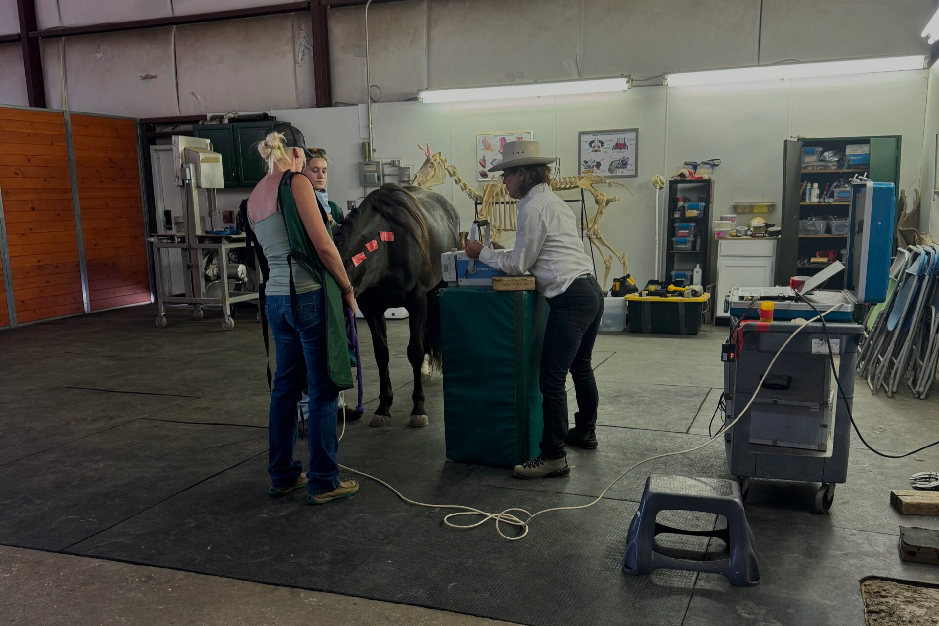 Preventative equine care