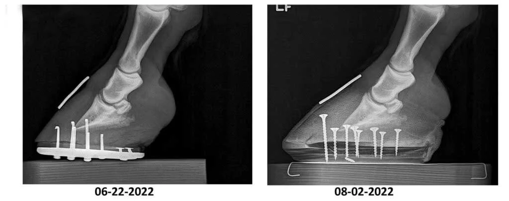 X-ray images of a horse's hoof taken on June 22, 2022, and August 2, 2022, showing the placement of screws and hardware for medical treatment.