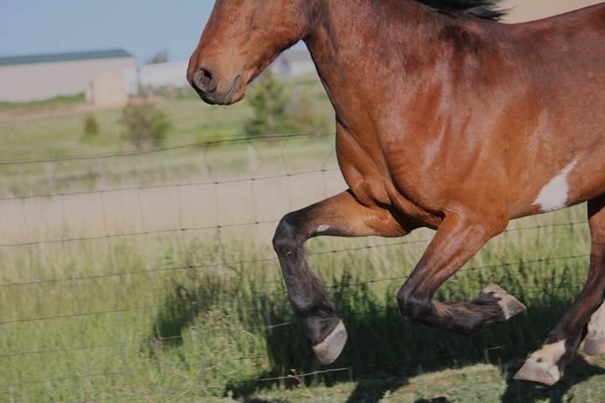 A brown horse running on a grassy field, near a wire fence with a blurry background of buildings and trees.