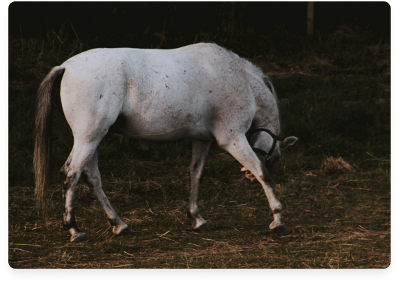 A white horse grazing on grass in a field.