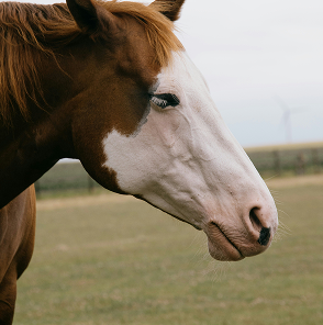 Close-up of a horse's head with a white blaze on its face, standing in a field.