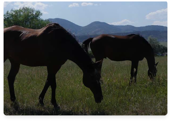 Two horses grazing in a grassy field with mountains in the background.