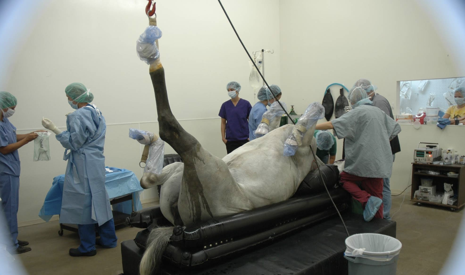 Specialty equine veterinary services
