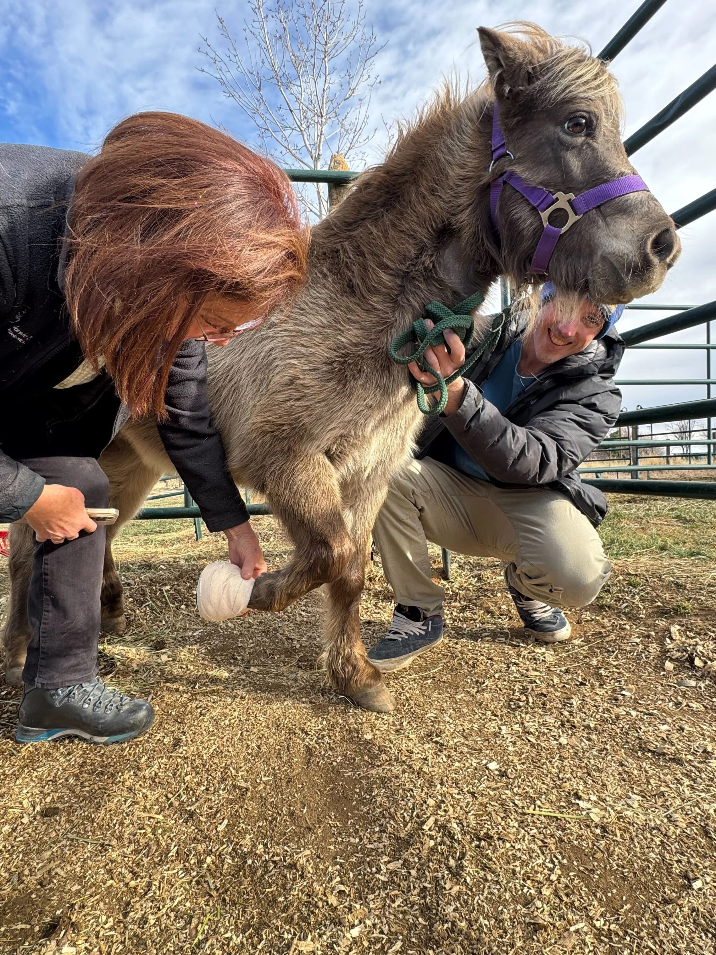 Two women are holding a young horse by its front legs, helping it stand up. The horse has a purple halter and a leg bandage on one of its back legs. They are outside in a fenced area with a blue sky and a leafless tree in the background.