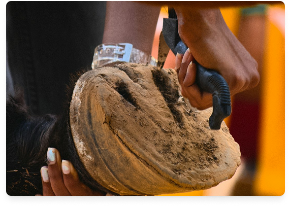 Person holding a large, weathered horseshoe with a gloved hand, while another person supports the hoof of a black horse.