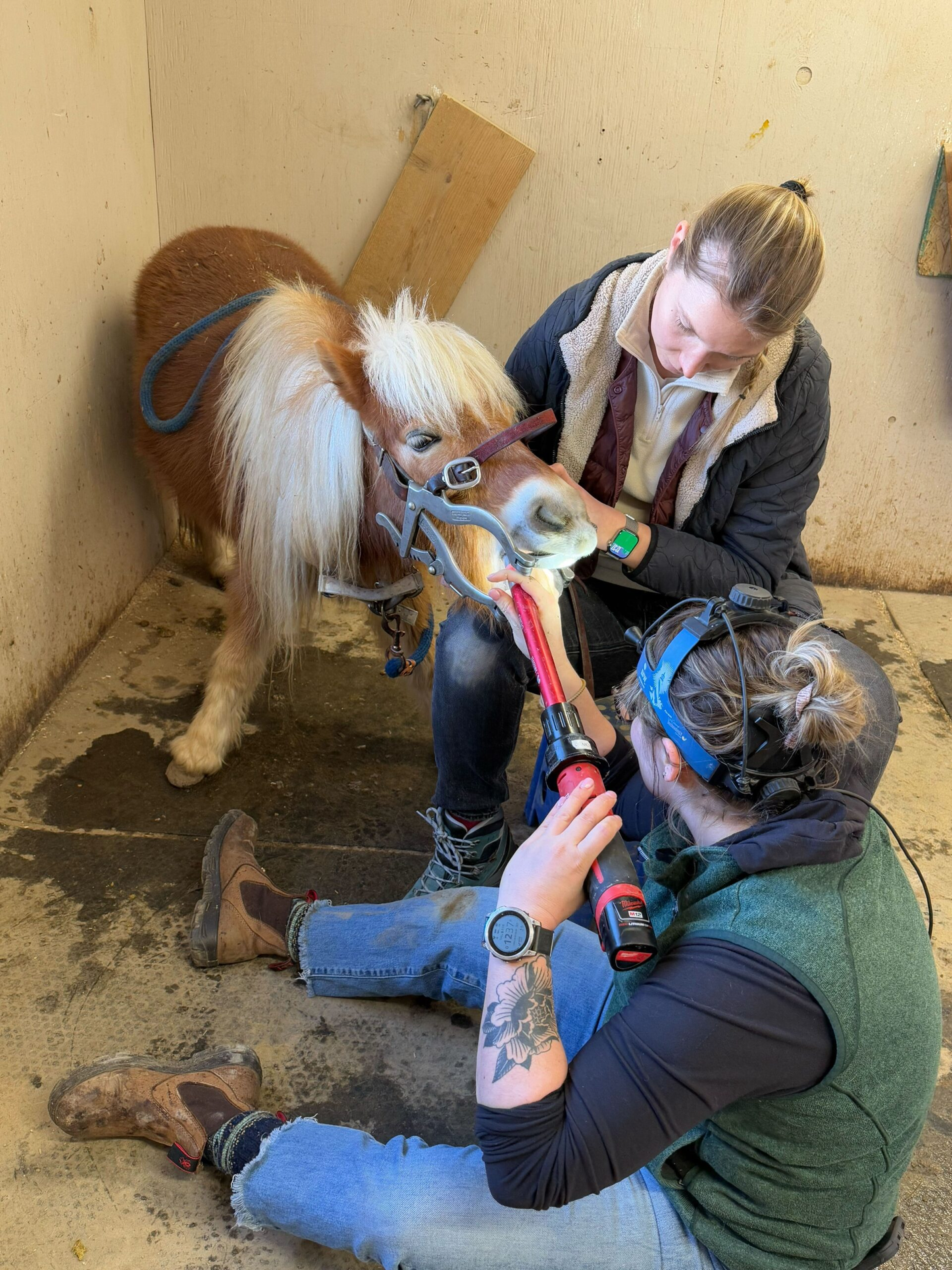People working with a small pony in a stable, using tools to examine or care for the pony.