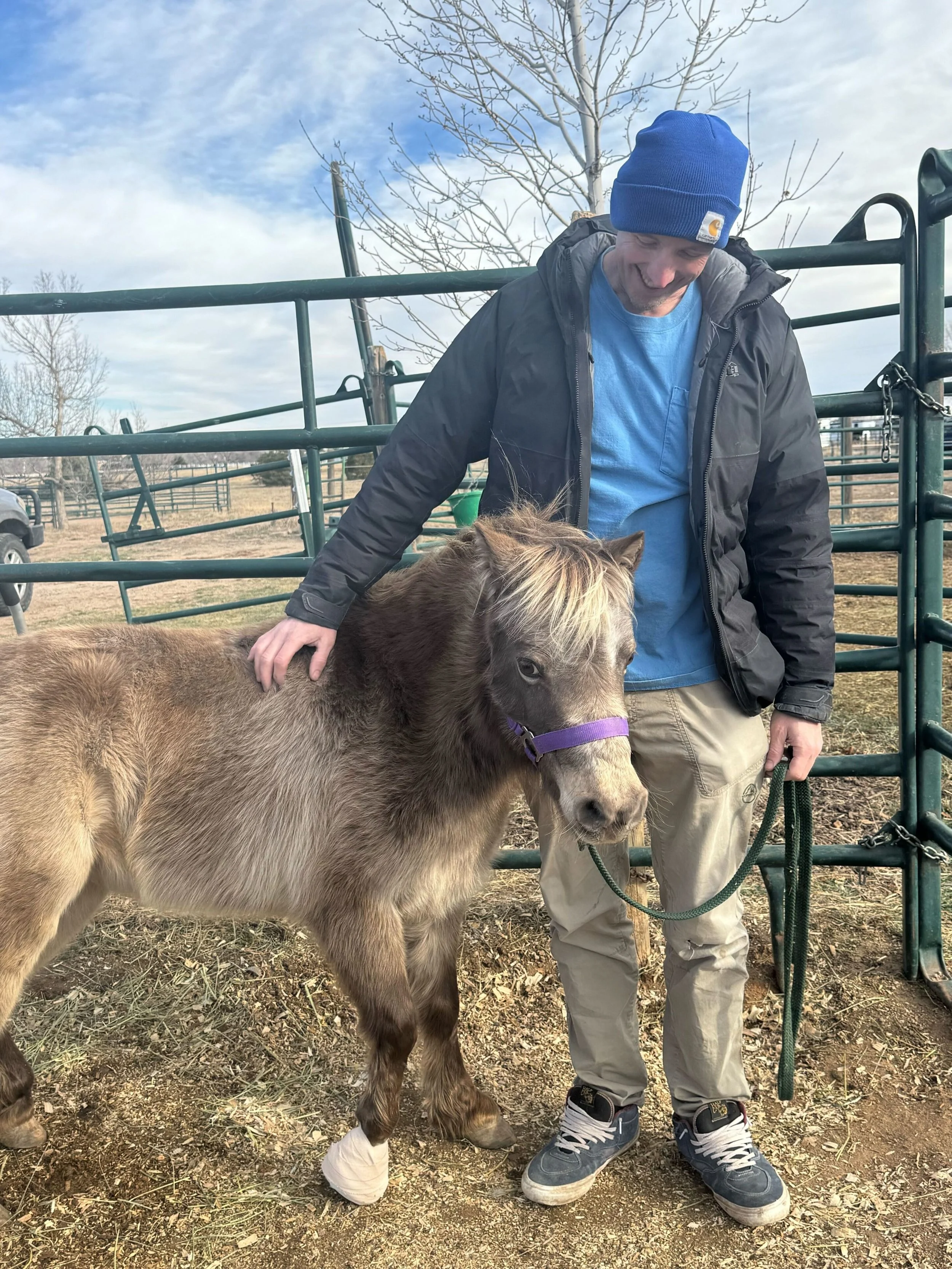 A smiling man in a blue beanie and black jacket petting a brown pony with a purple halter, outdoors near metal fencing and leafless trees.