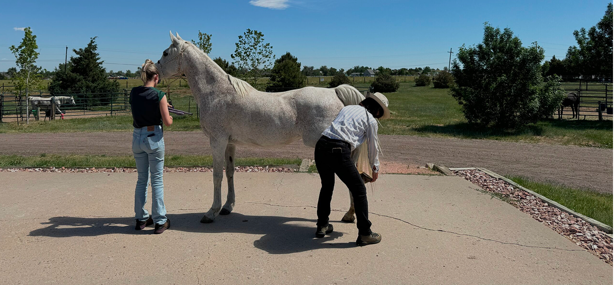 Two people handling a white horse on a paved outdoor area with a grassy field and trees in the background.