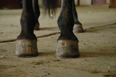 Close-up of the hooves of a black horse standing on a dirt floor.