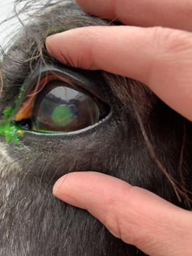 Person’s fingers holding open a horse’s eye, showing the eye and surrounding facial area.