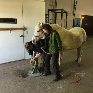 Woman and child grooming a white horse in a garage or stable