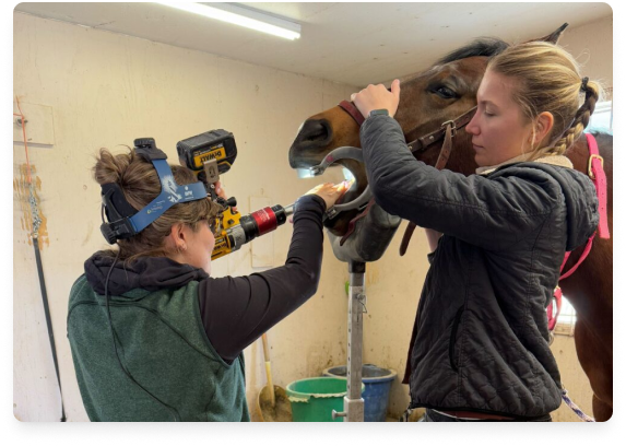 Two women working on a horse's teeth in a stable