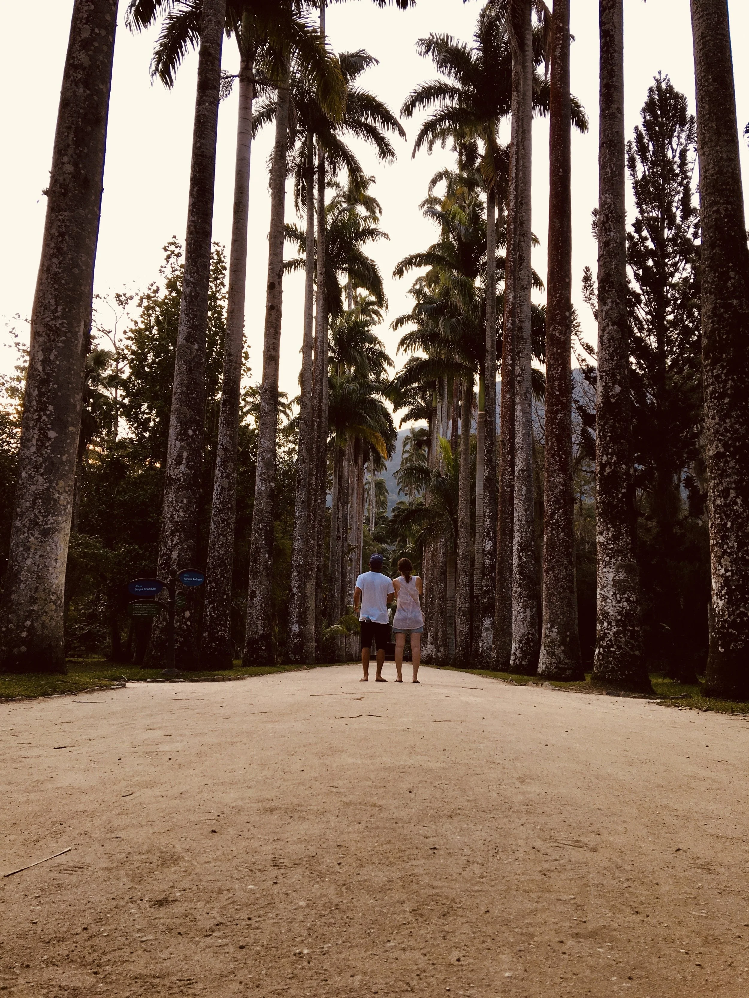 A couple staring up at giant palm trees at the Rio de Janeiro Botanical Gardens