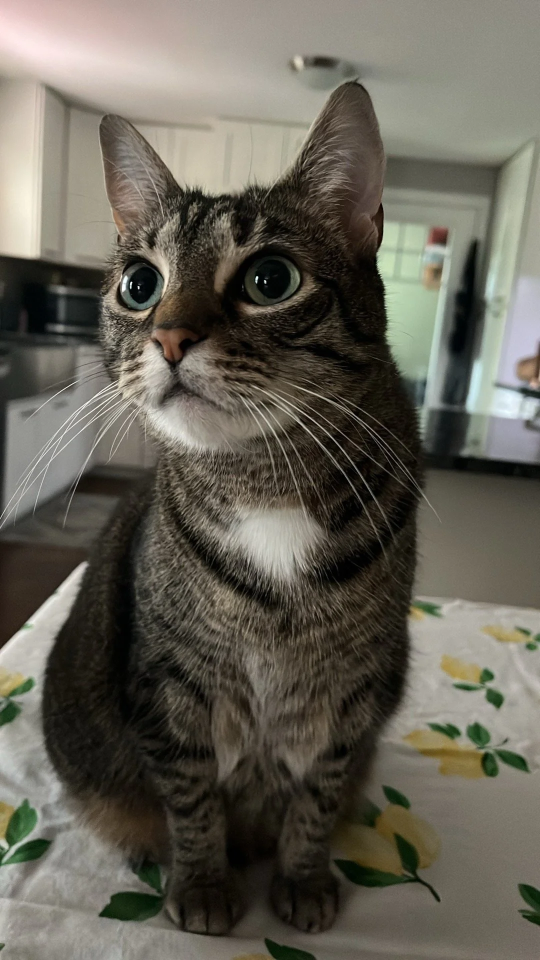 Close-up of a tabby cat with large green eyes sitting on a floral-patterned surface in a kitchen.