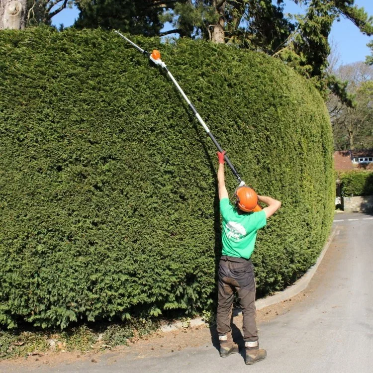 hedge-trimming.webp