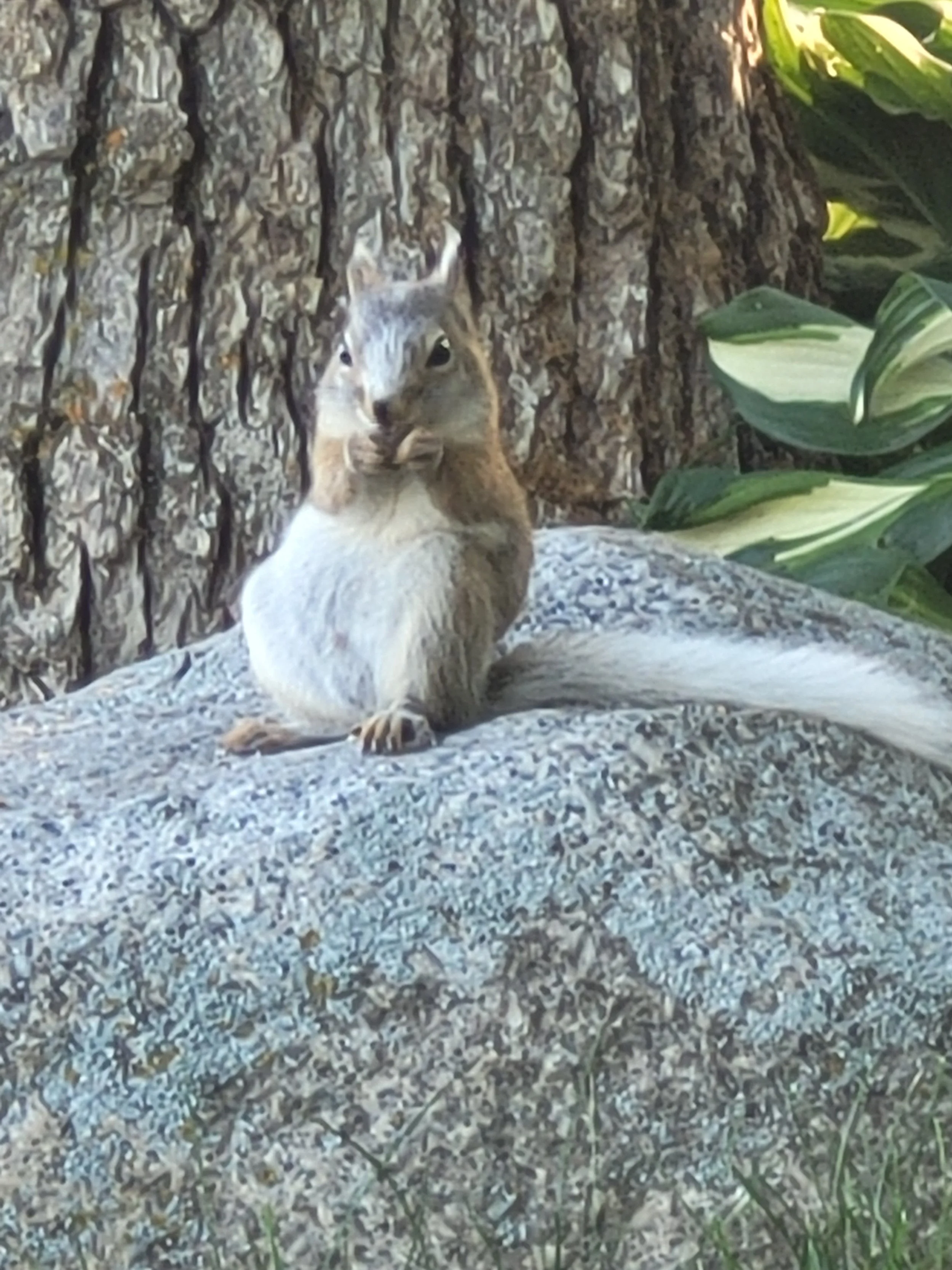 just a moment of fame while gathering nuts