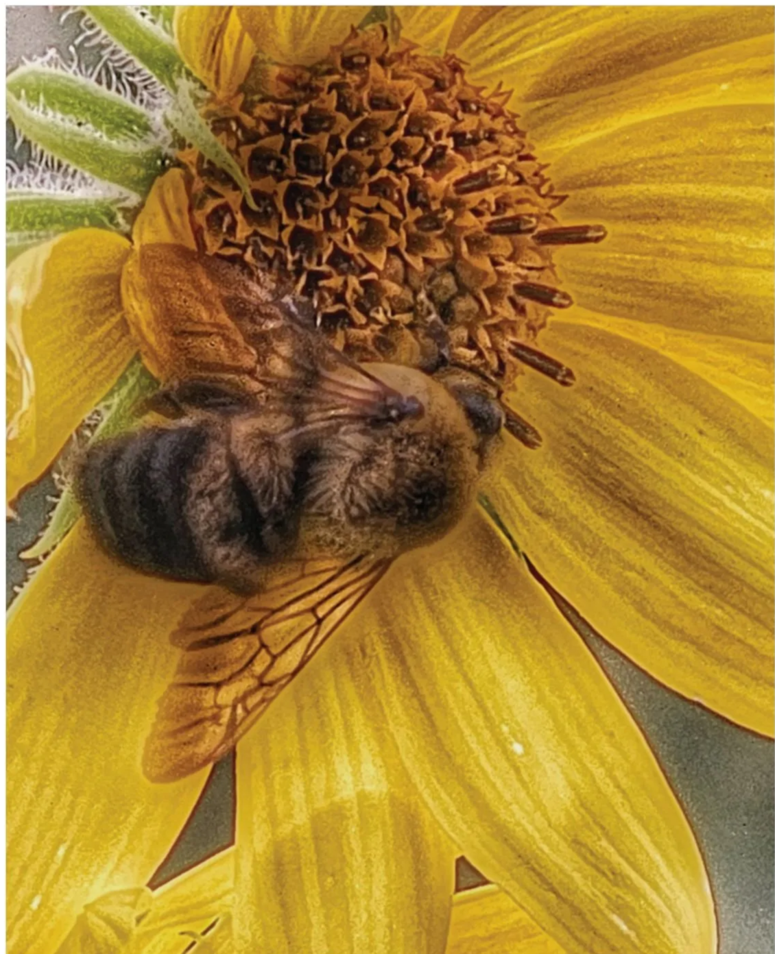 A bee resting on a bright yellow sunflower with large petals and brown center, with some green leaves in the background.