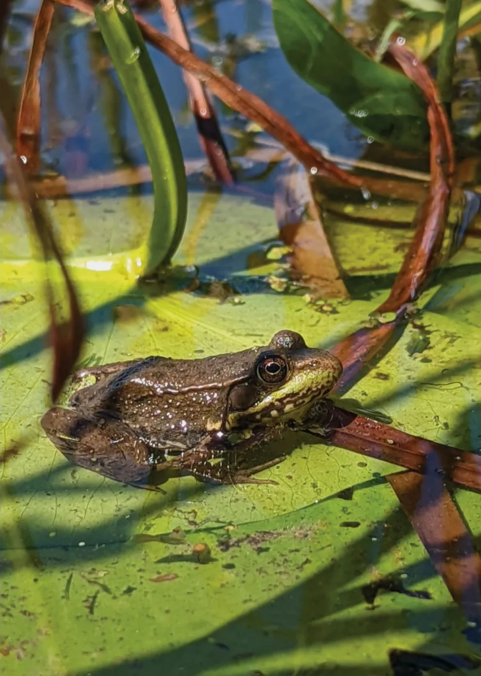 A frog sitting on a green lily pad surrounded by aquatic plants in a pond.