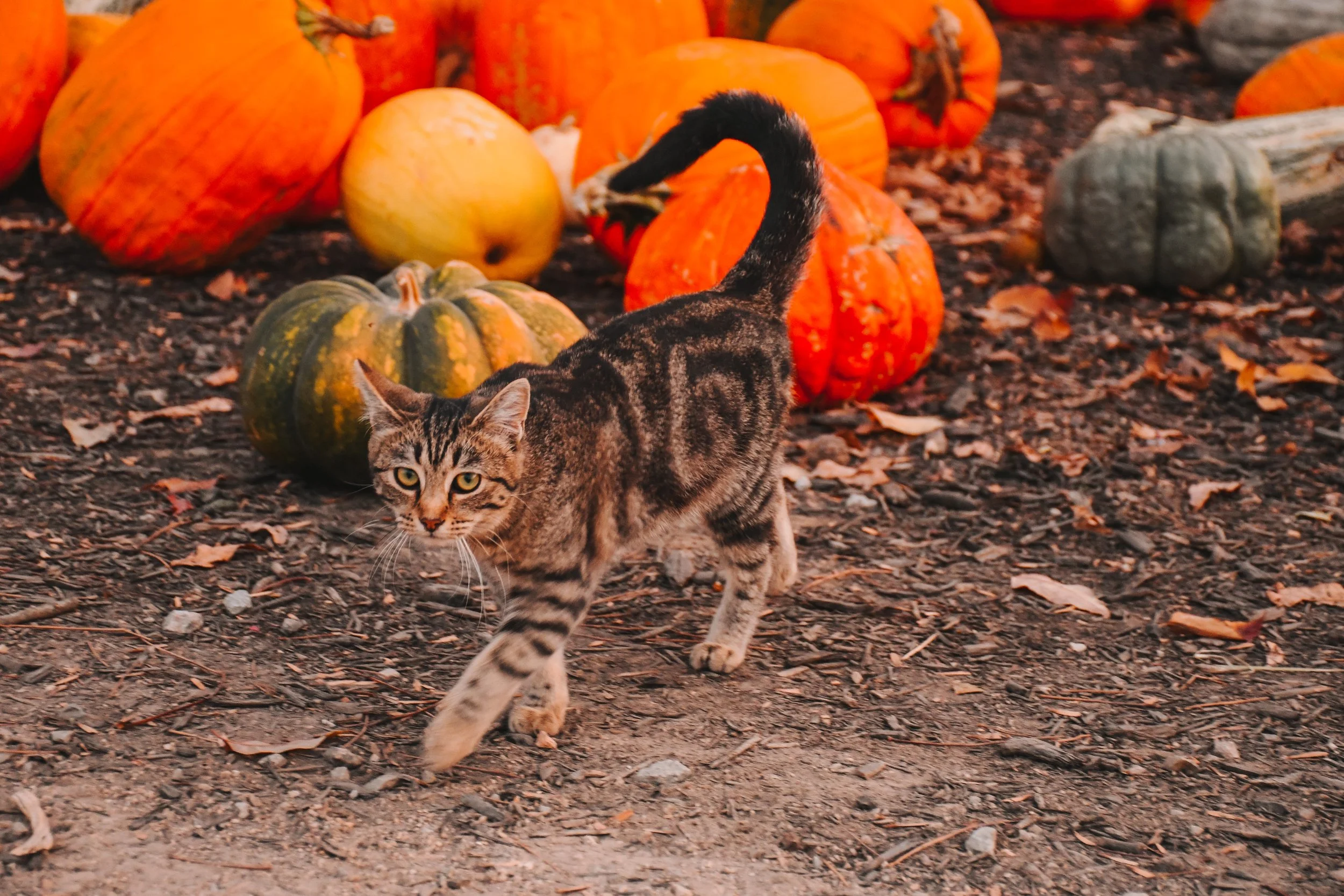 October in Jackson, TN: Fall Events, Festivals &amp; Things to Do