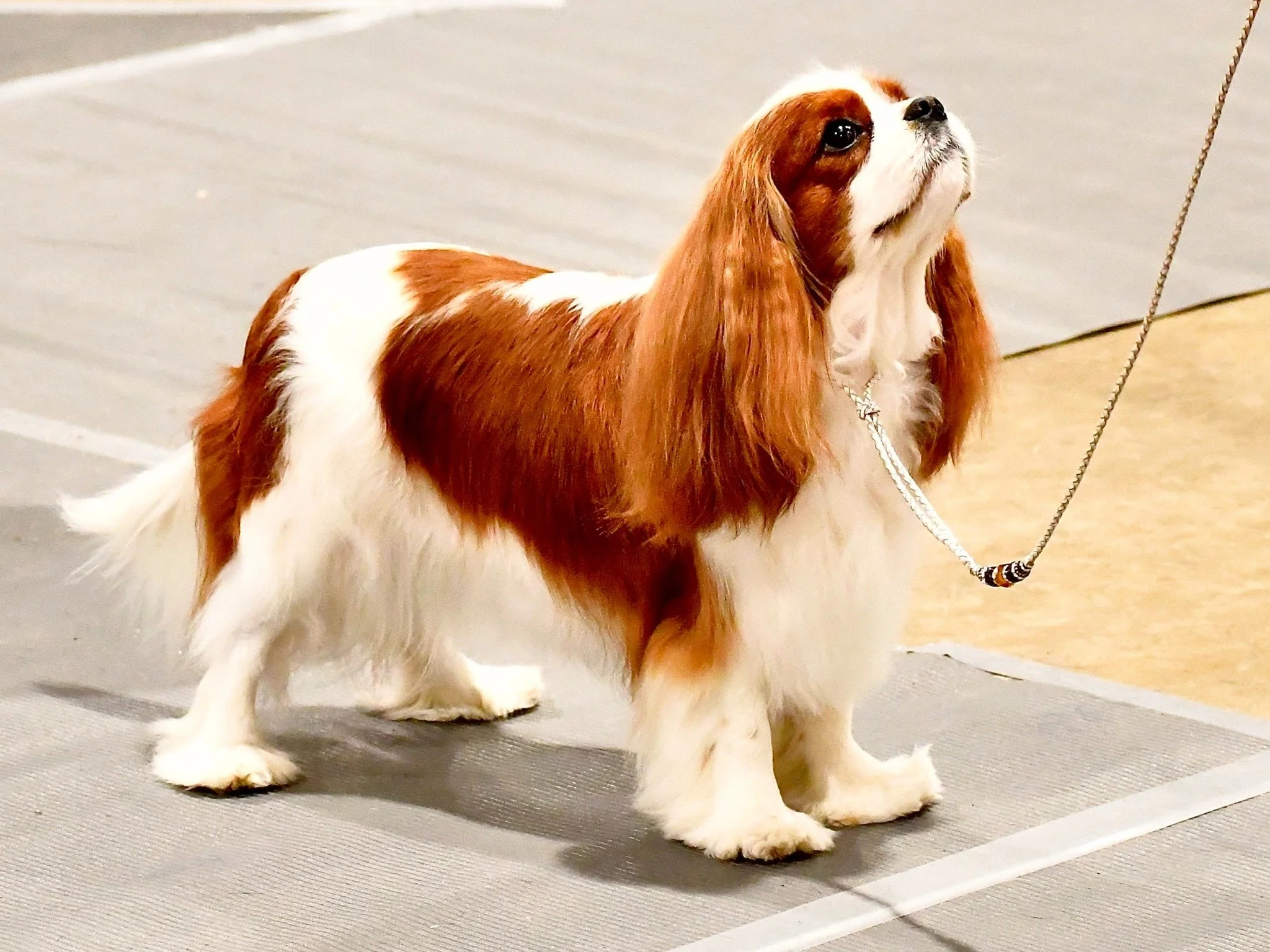 A Cavalier King Charles Spaniel dog with a white and reddish-brown coat standing on a gray floor, looking upward, with a white leash attached to its collar.