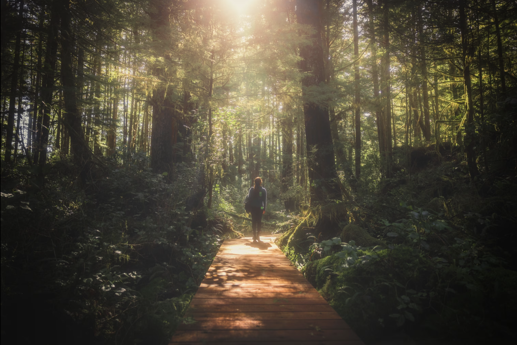 A person walking on a wooden trail in a dense forest with sunlight streaming through tall trees.