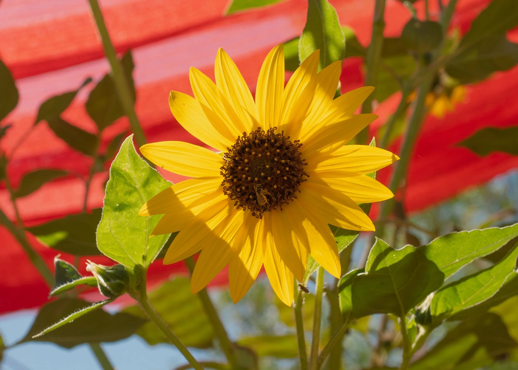 Sunflower.jpg
