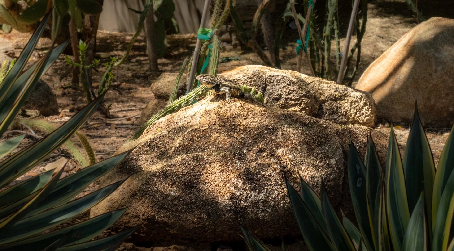 Lizard.jpg
