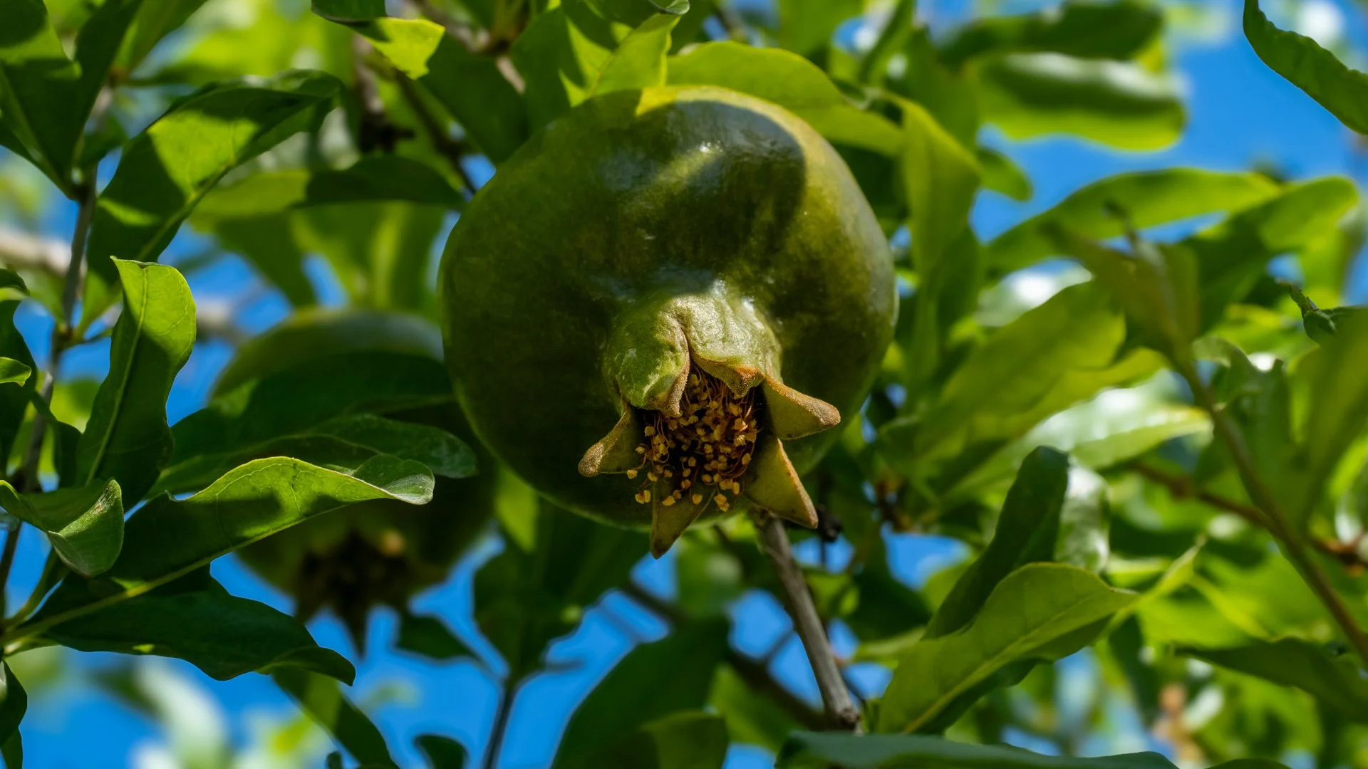 Lemon Green.jpg