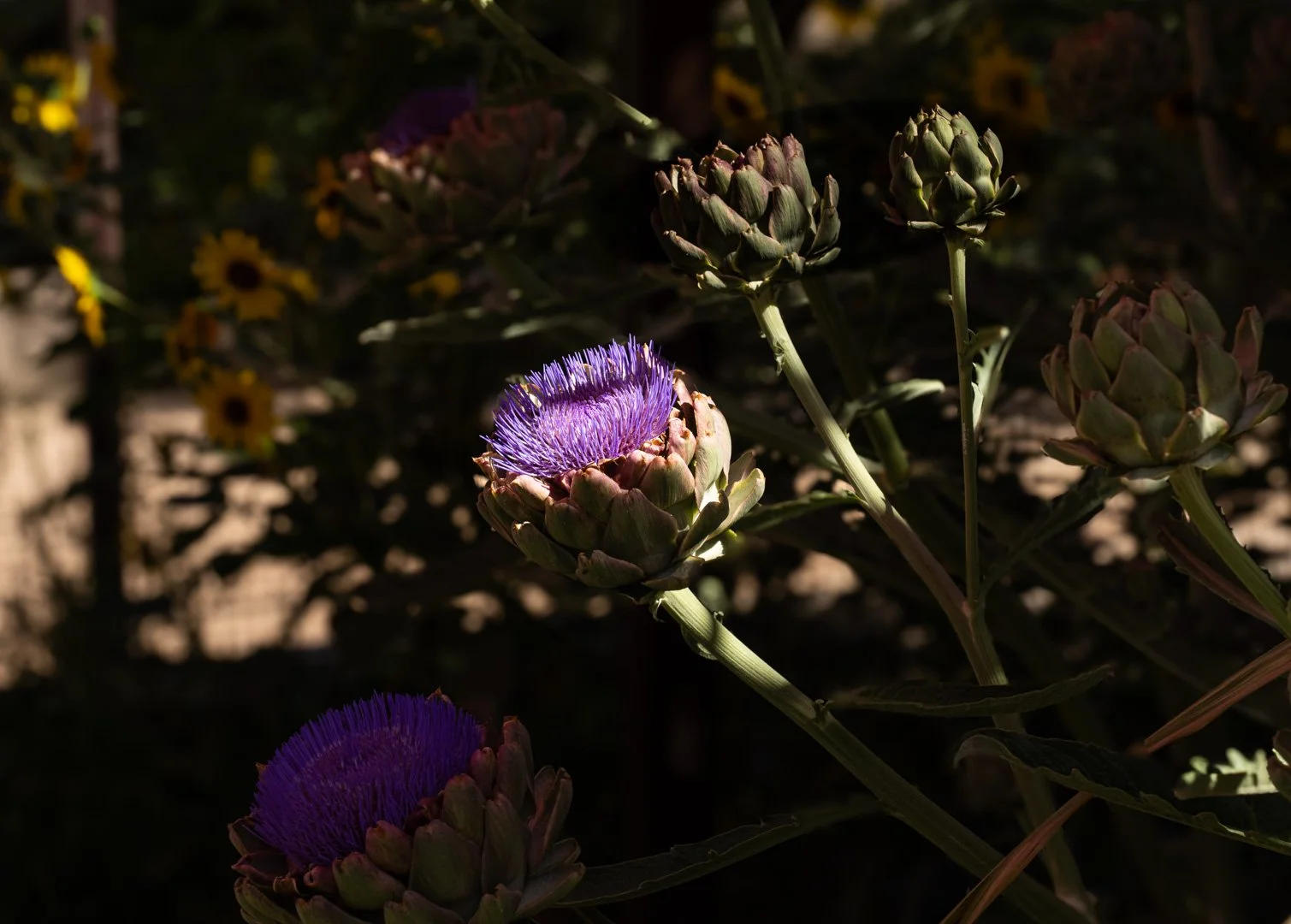 Purple Flower.jpg