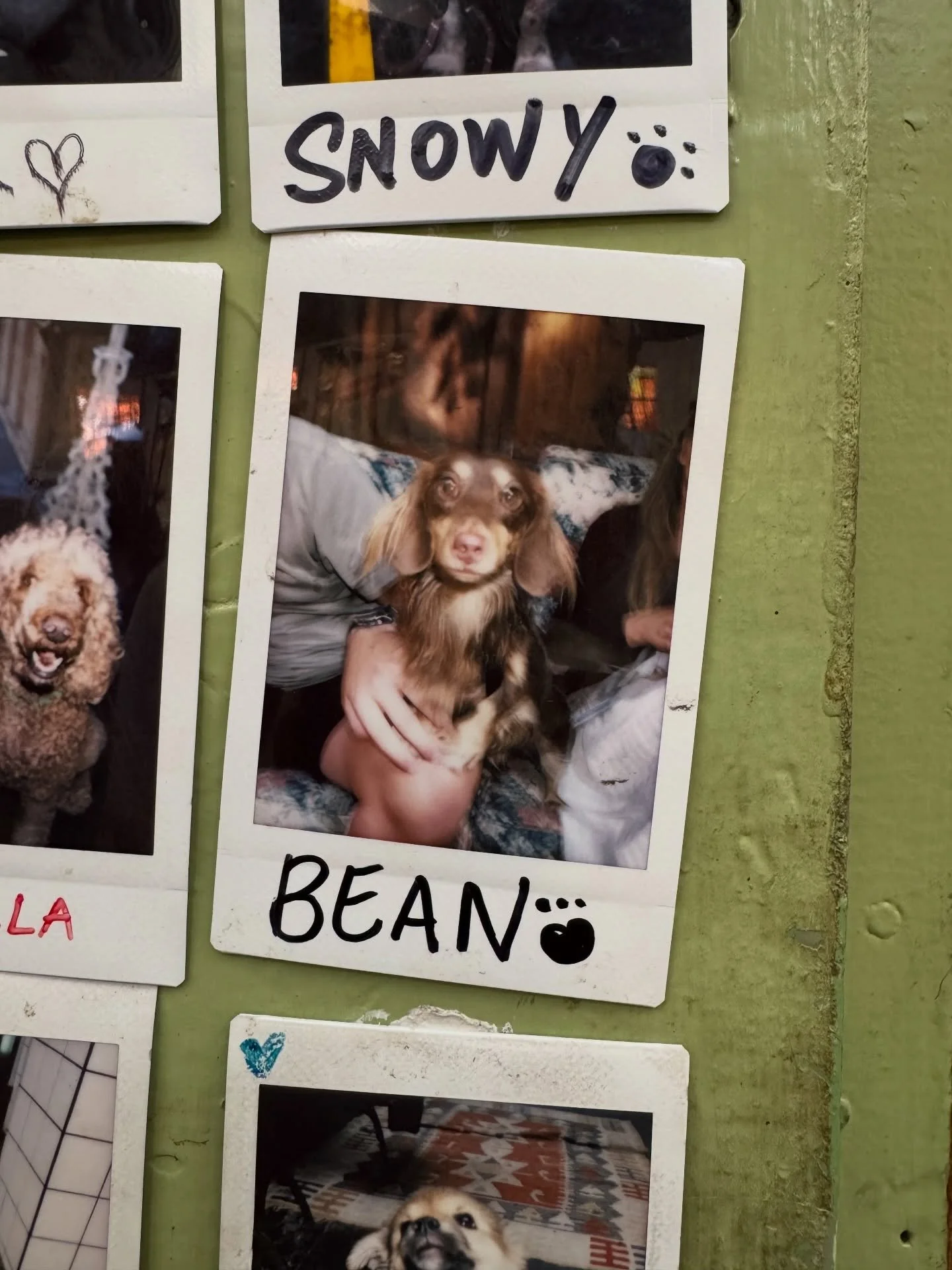 Some of our new locals 🐶