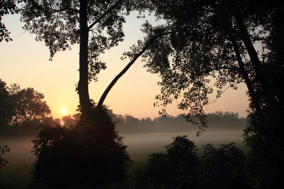 Trees Waking Up With Sun.jpg