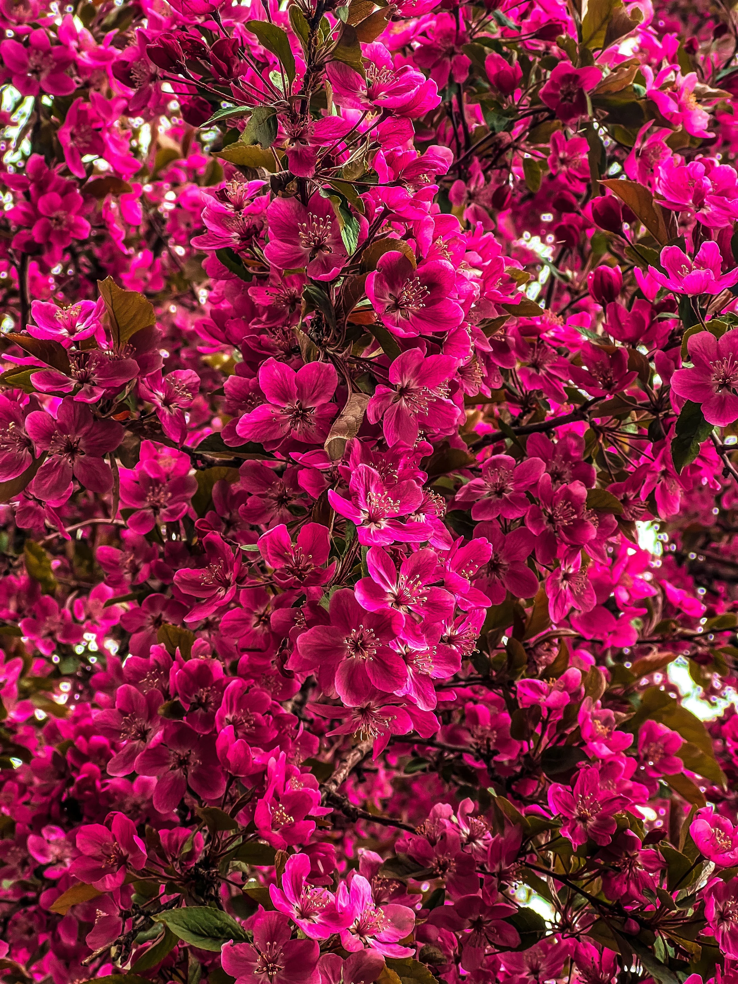 C69188F4-A691-4B5D-BAAB-0CDC722B16A4.JPEG