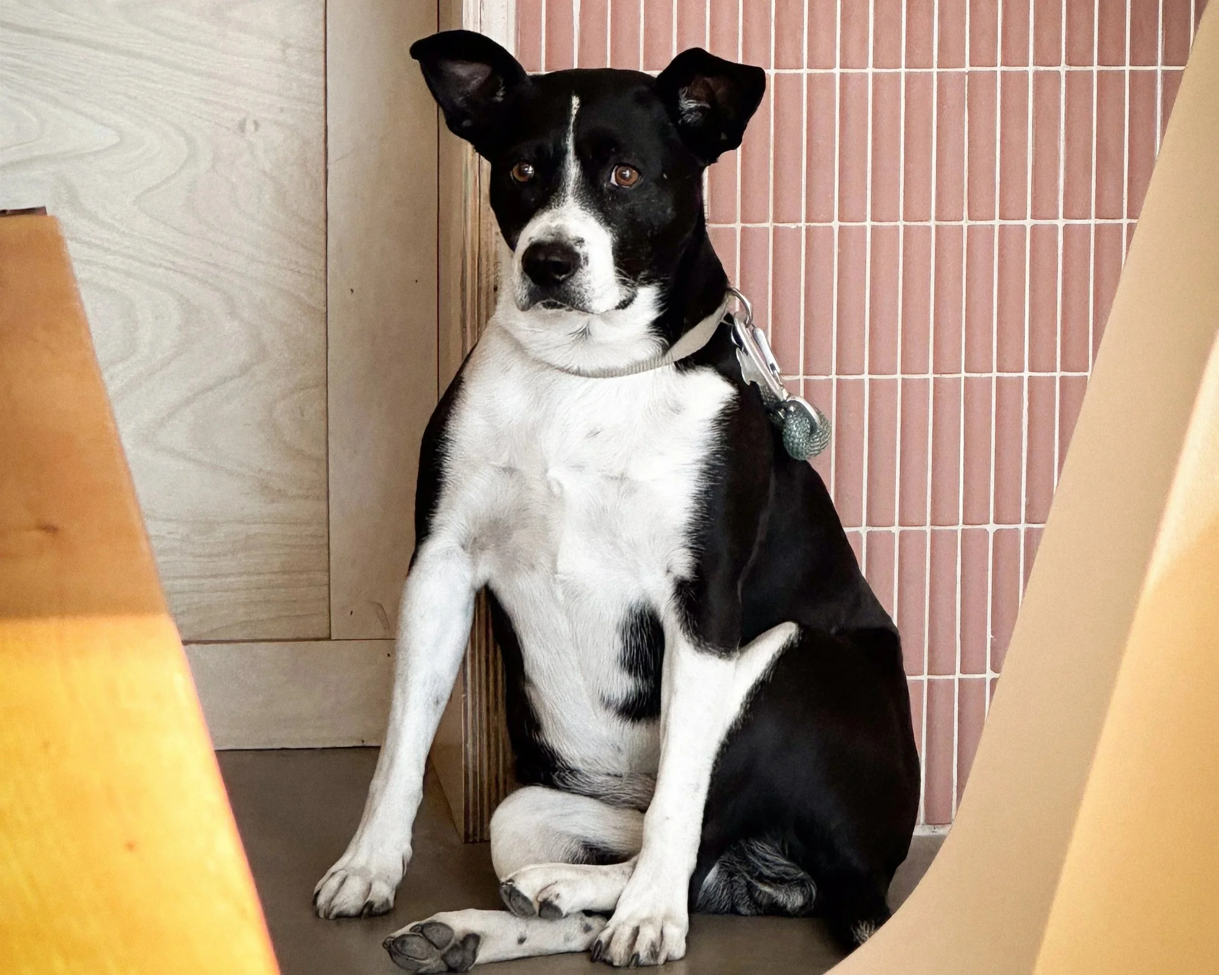 A black and white mixed breed dog sitting against a tiled wall indoors, looking at the camera.