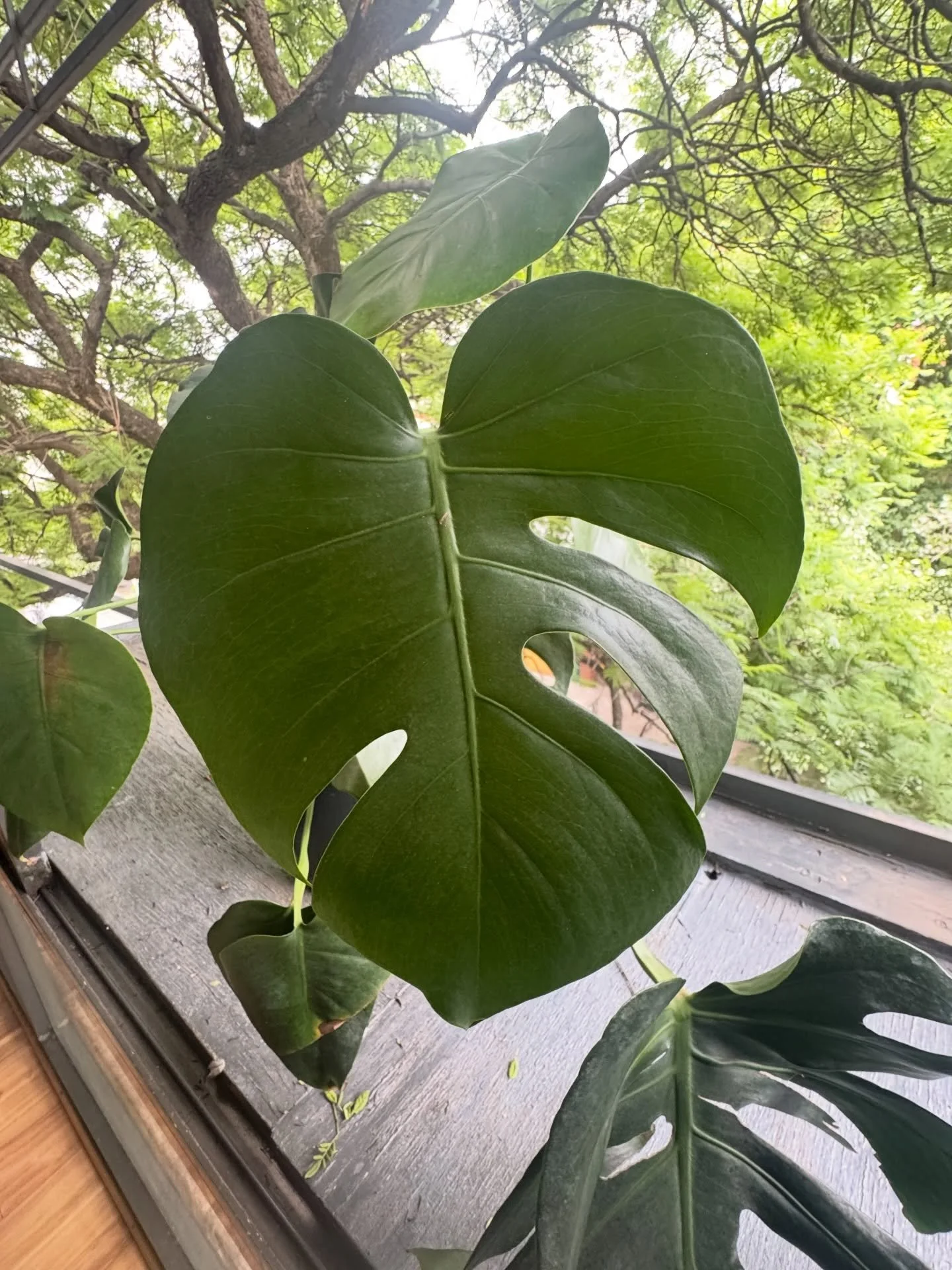 Bringing life into your home doesn&rsquo;t have to be complicated&mdash;sometimes it&rsquo;s as simple as a plant by the window 🌿

Plants do more than just look beautiful. They soften a space, improve air quality, and create a sense of calm that you