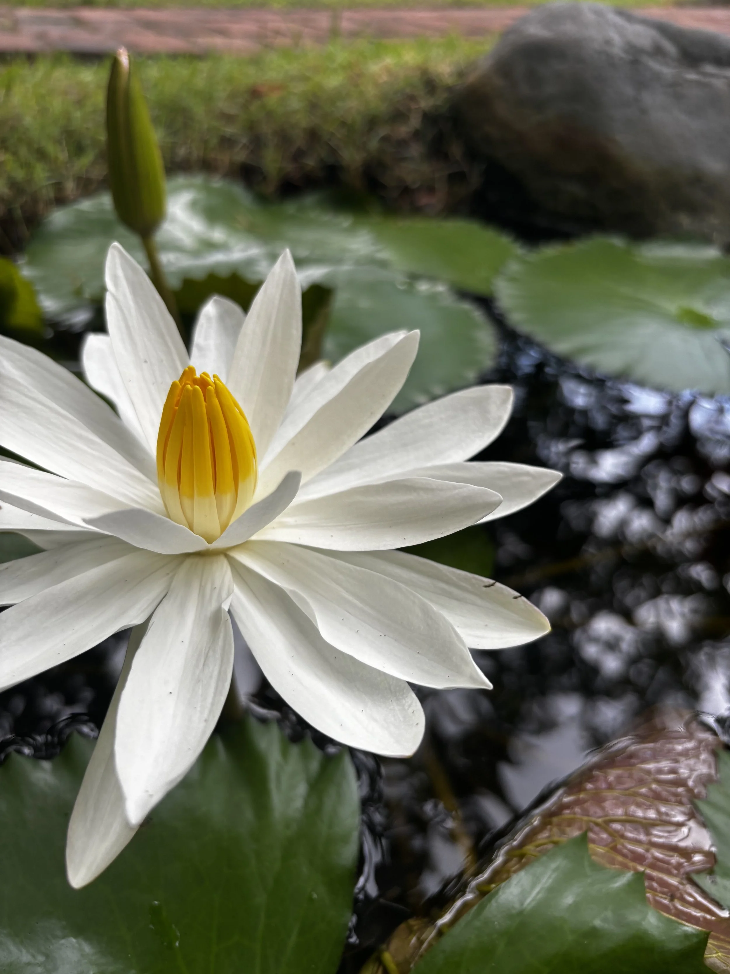 Close-up of a white water lily with yellow stamens floating on a pond with green lily pads.