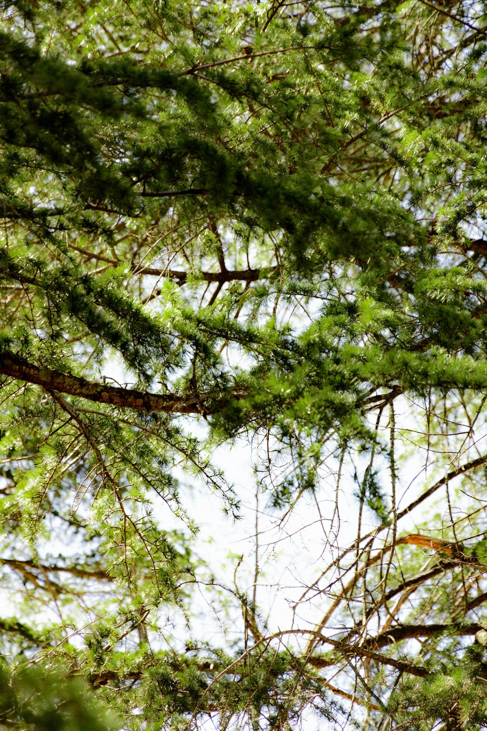 Close-up view of pine tree branches with green needles against a bright sky.