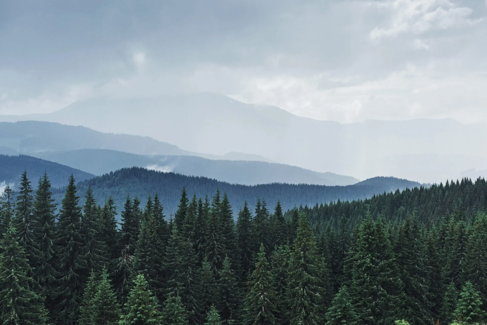 A misty mountain landscape with layered blue-green mountains and a dense forest of tall pine trees in the foreground.