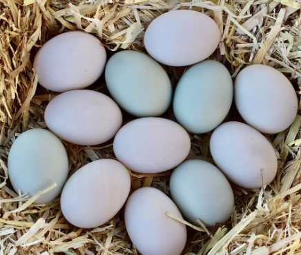 Farm Fresh Duck Eggs