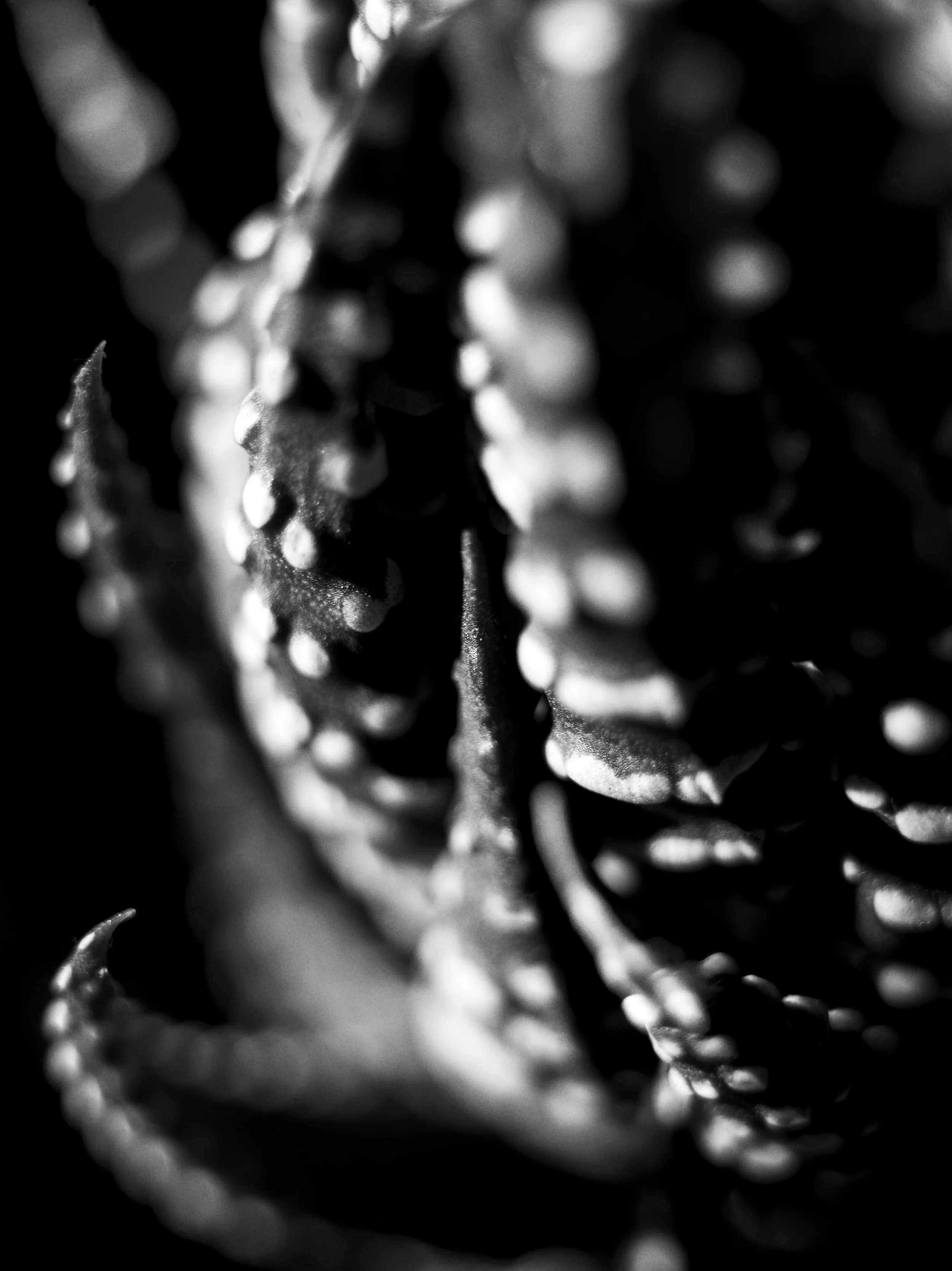 cactus_papo copy.jpg