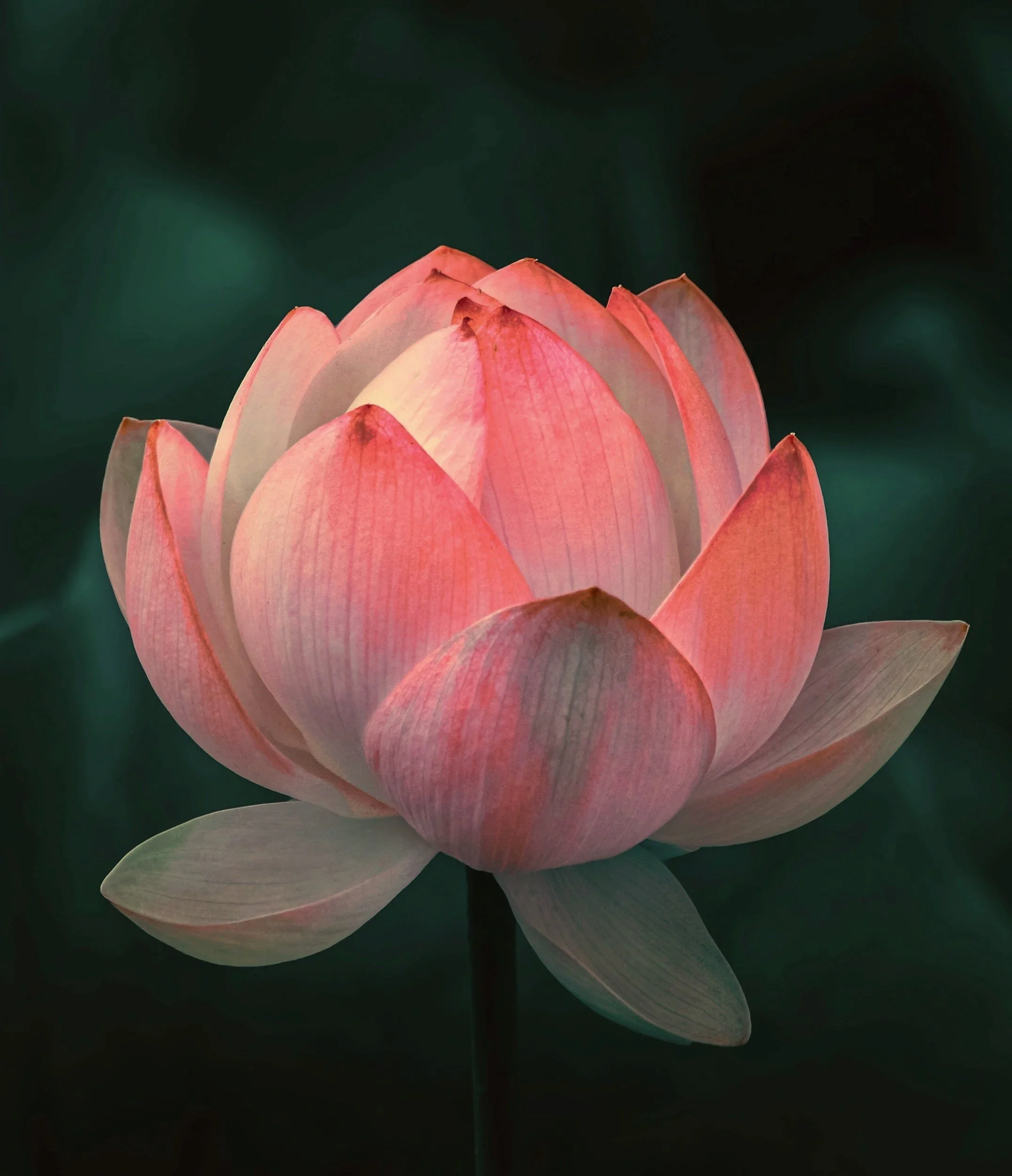 Pink and peach-colored lotus flower blooming against a dark green background.