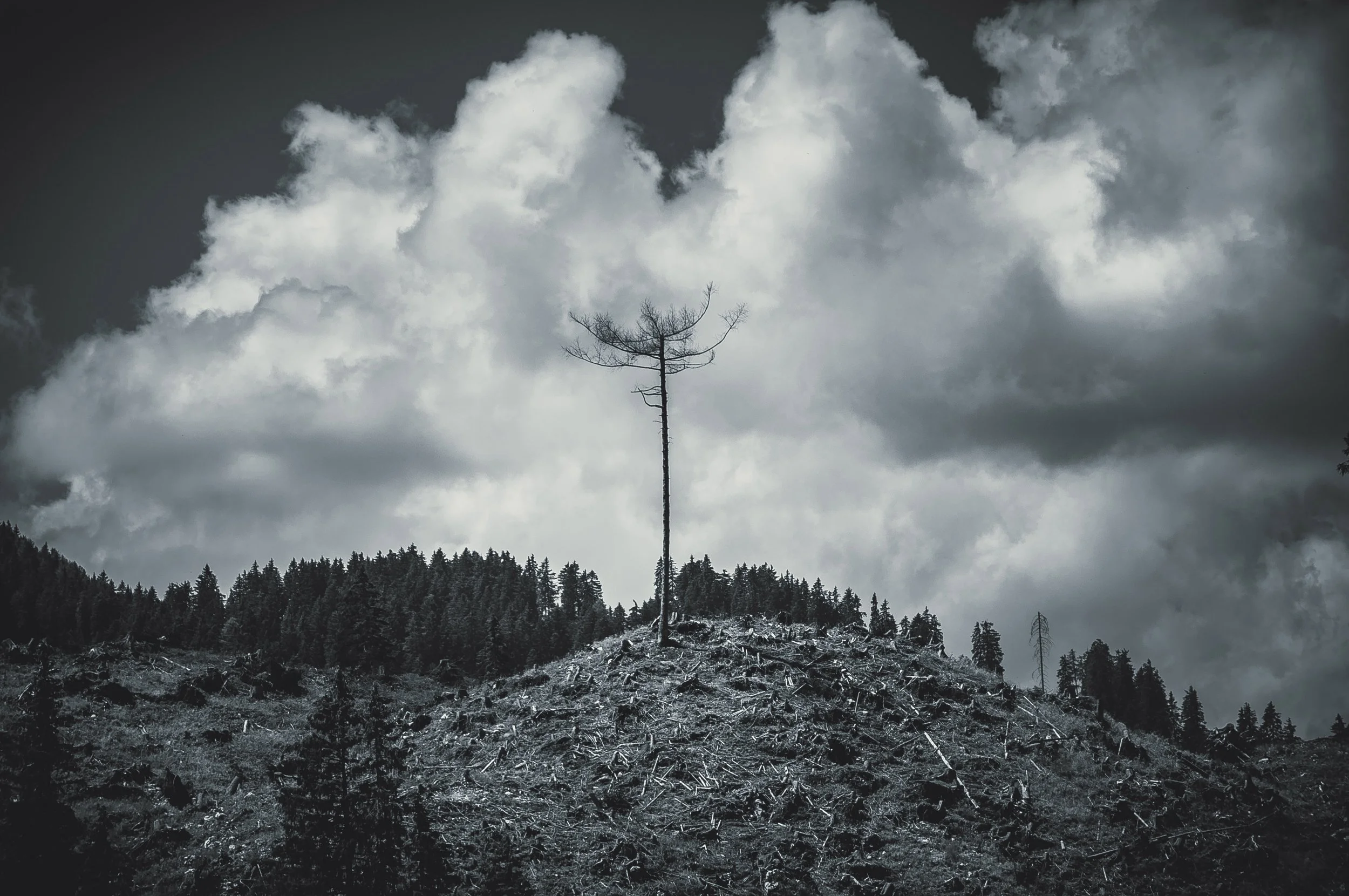 _DSC0053a (2) copy.jpg