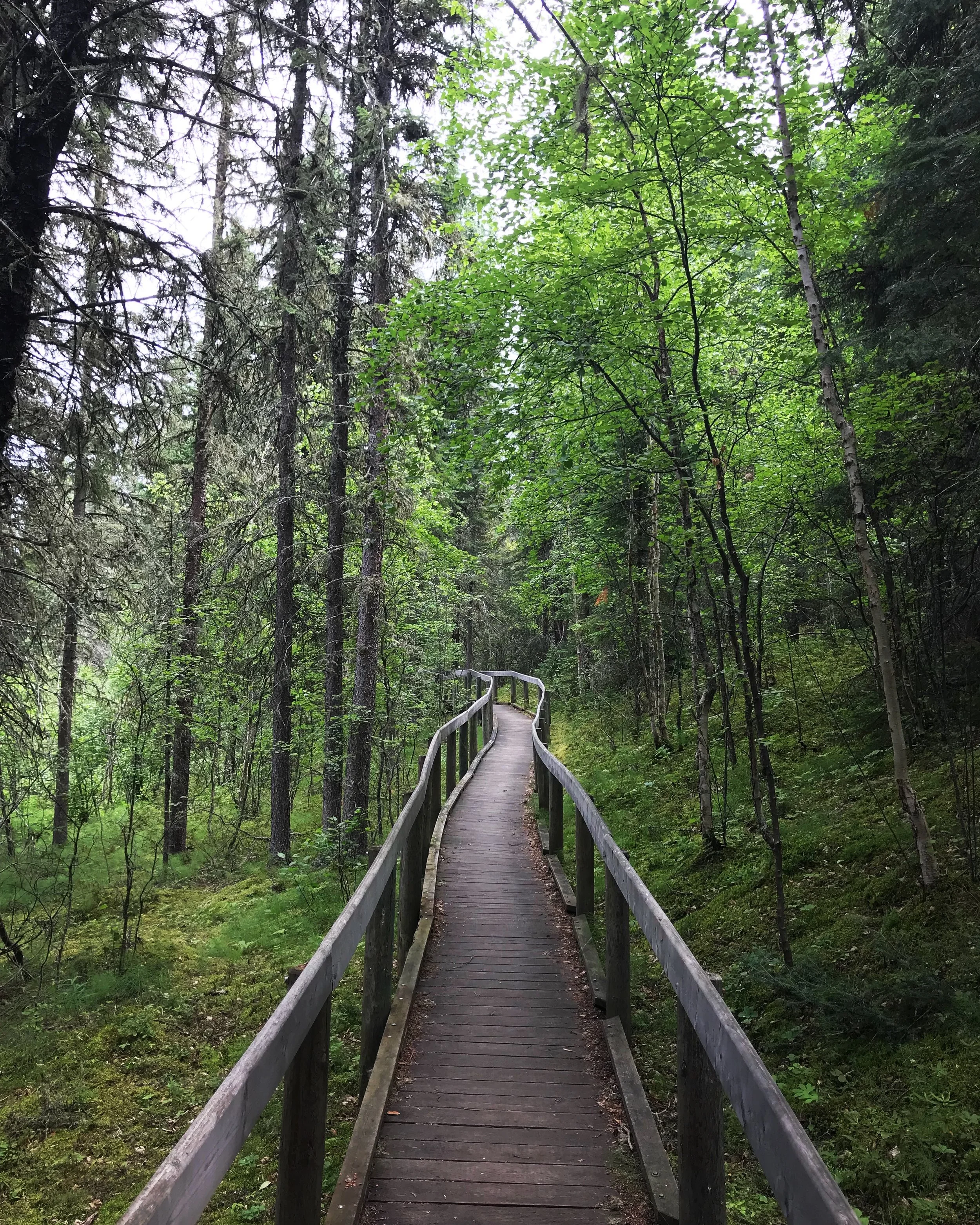 A winding wooden walkway with railings in a lush green forest with tall trees and dense foliage. The Waskesiu River Trail in Prince Albert National Park, Saskatchewan.
