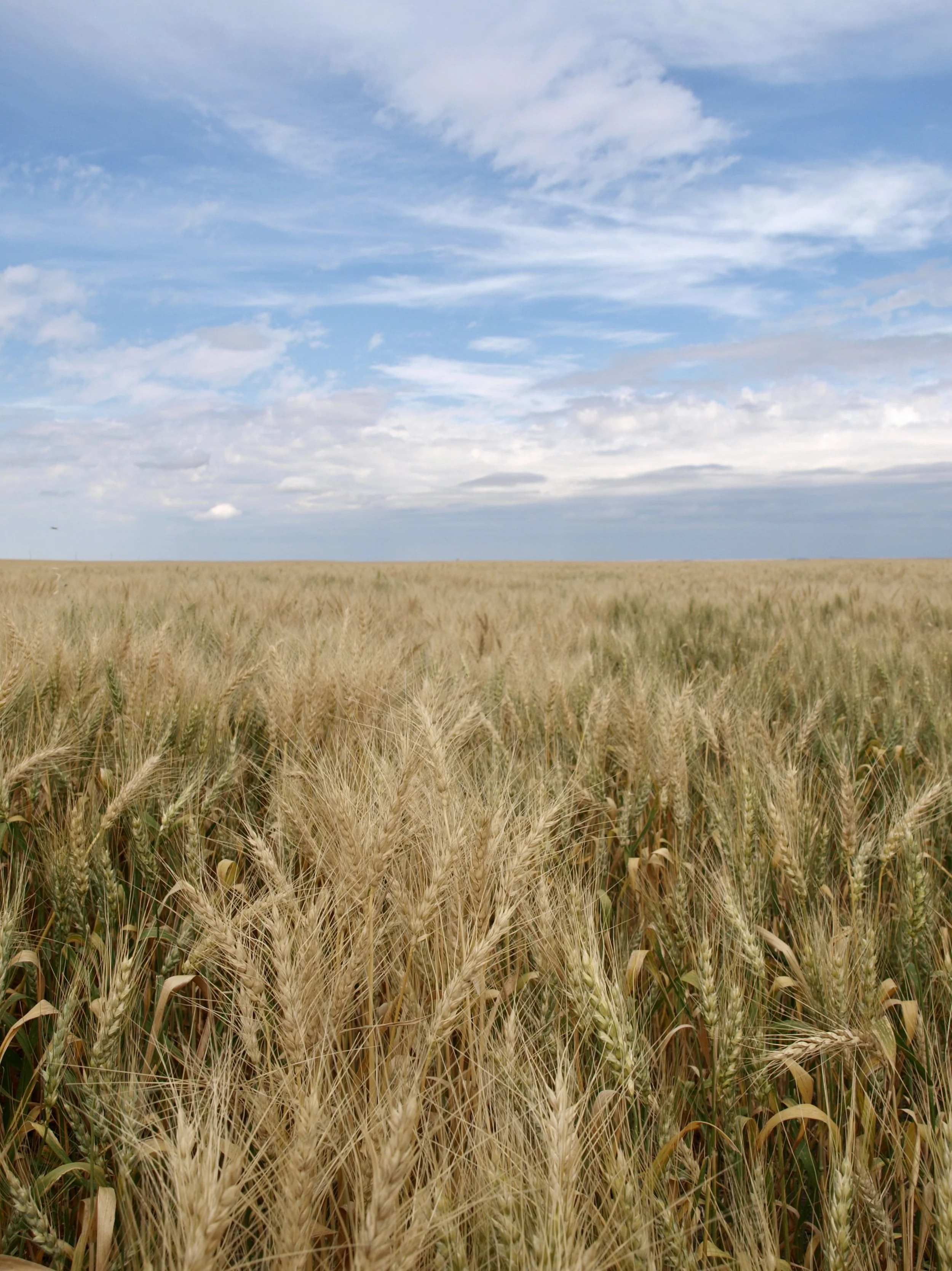 A vast field of golden wheat under a partly cloudy blue sky.